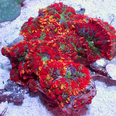 Rainbow Road Rhodactis - Per Polyp (Rhodactis Sp.)