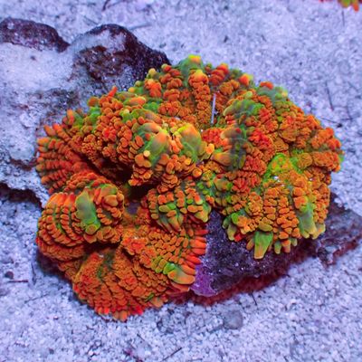 Tequila Sunrise Mushroom - Per Polyp (Rhodactis Sp.)