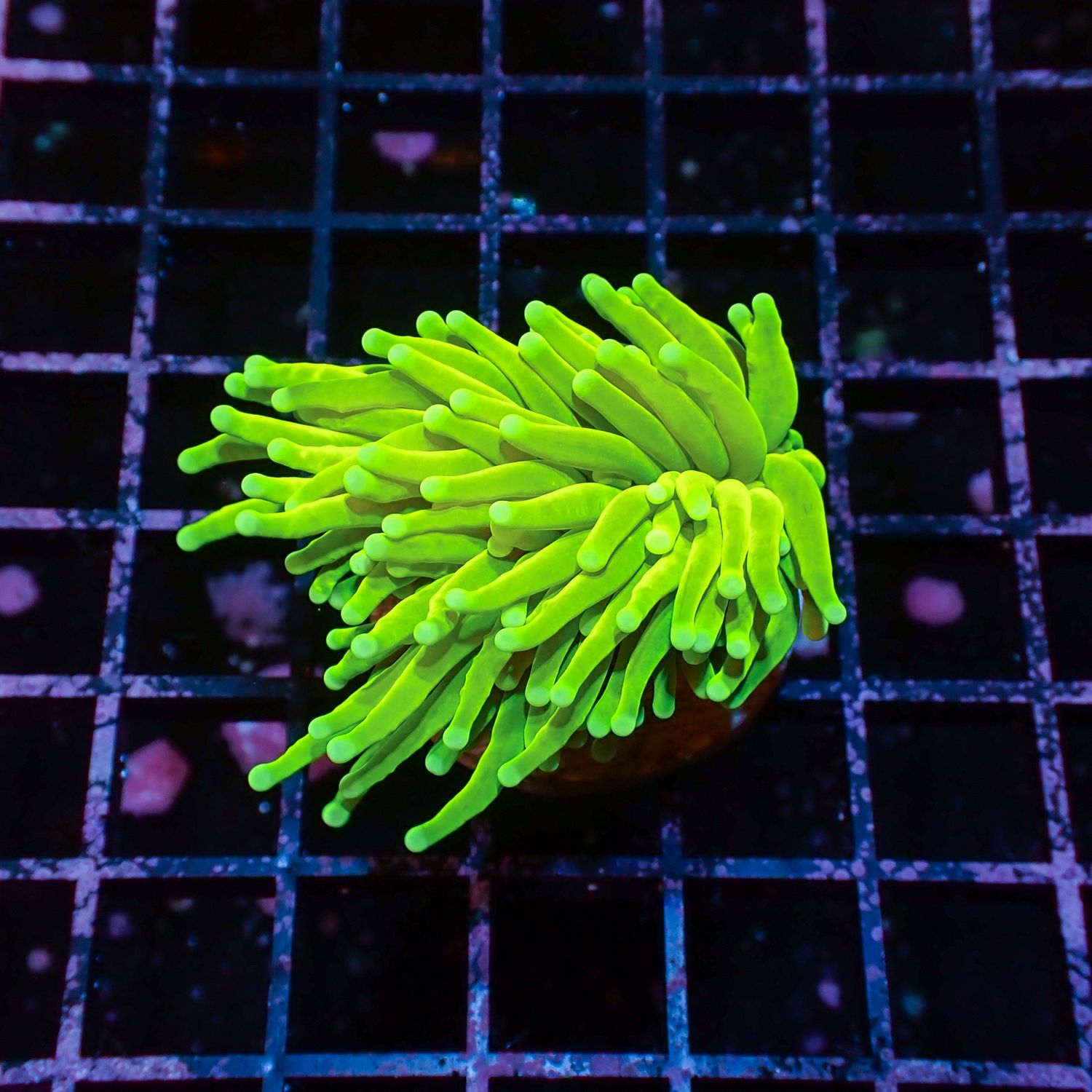 AI Prenup Holy Grail - 1 Head (Euphyllia Glabrescens)