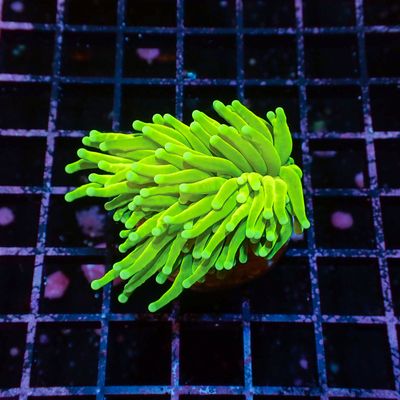 AI Prenup Holy Grail - 1 Head (Euphyllia Glabrescens)