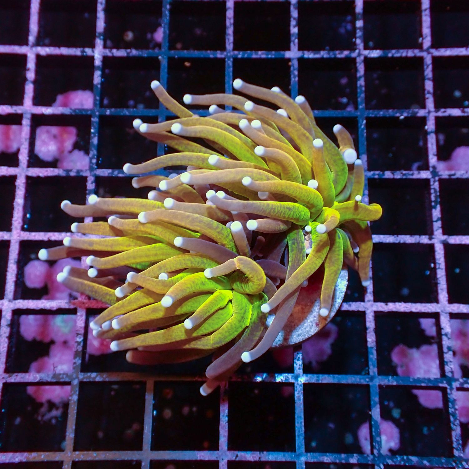 Reverse Tiger Grail - 1 Head (Euphyllia Glabrescens)