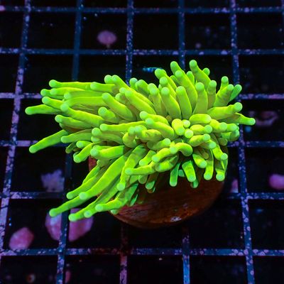 AI Prenup Holy Grail - 1 Head (Euphyllia Glabrescens)