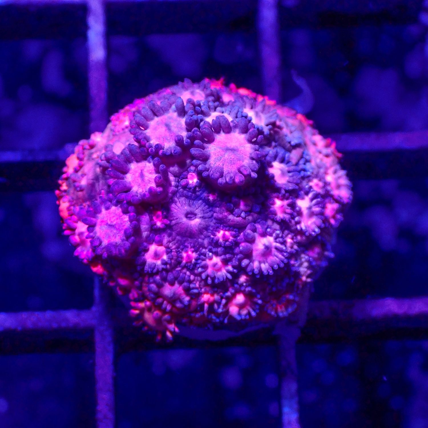 Rainbow Goniopora - WYSIWYG 2 (Goniopora Sp.)