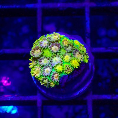 Rainbow Goniopora - WYSIWYG 1 (Goniopora Sp.)