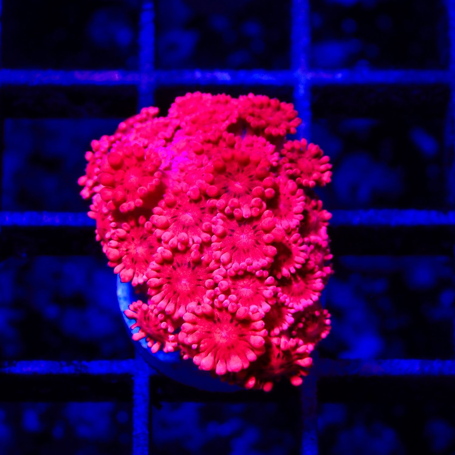 Rainbow Goniopora - WYSIWYG 3 (Goniopora Sp.)