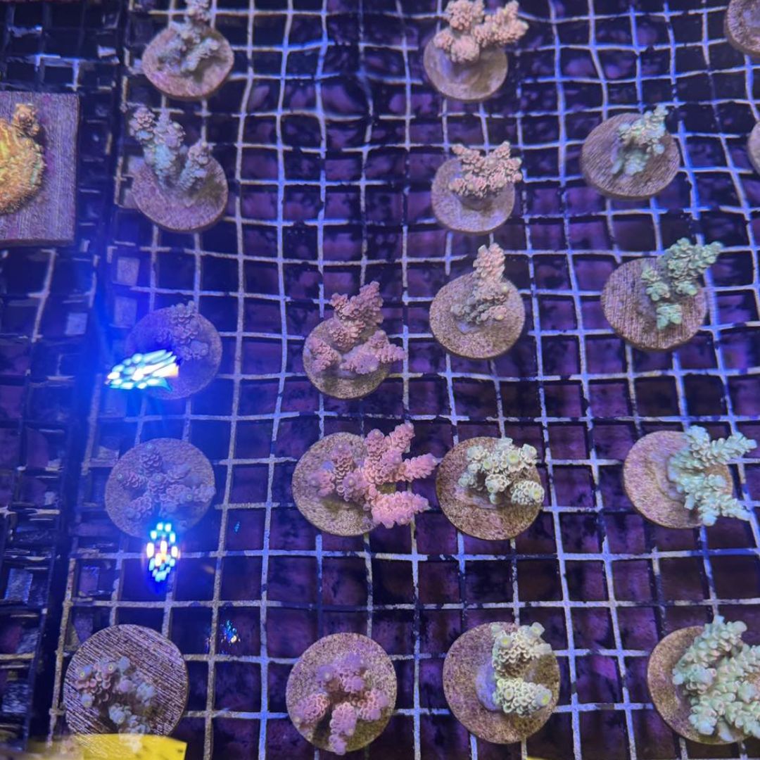 Random - Tenuis Mini Colonies (Acropora Tenuis)