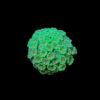 Alveopora Frag Mixed - Small (Avelopora Sp.)