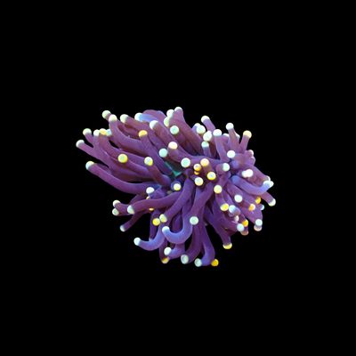 Indo Joker Torch - 1-2 Head Frags (Euphyllia Glabrescens)