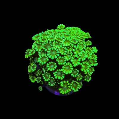 Branching Alveopora Frags - XL (Alveopora Sp.)