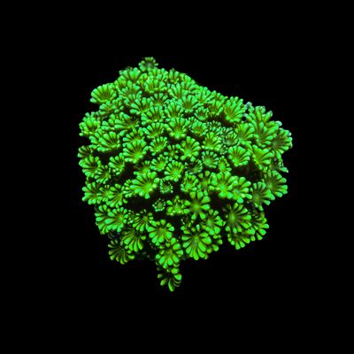 Branching Alveopora Frags - XL (Alveopora Sp.)