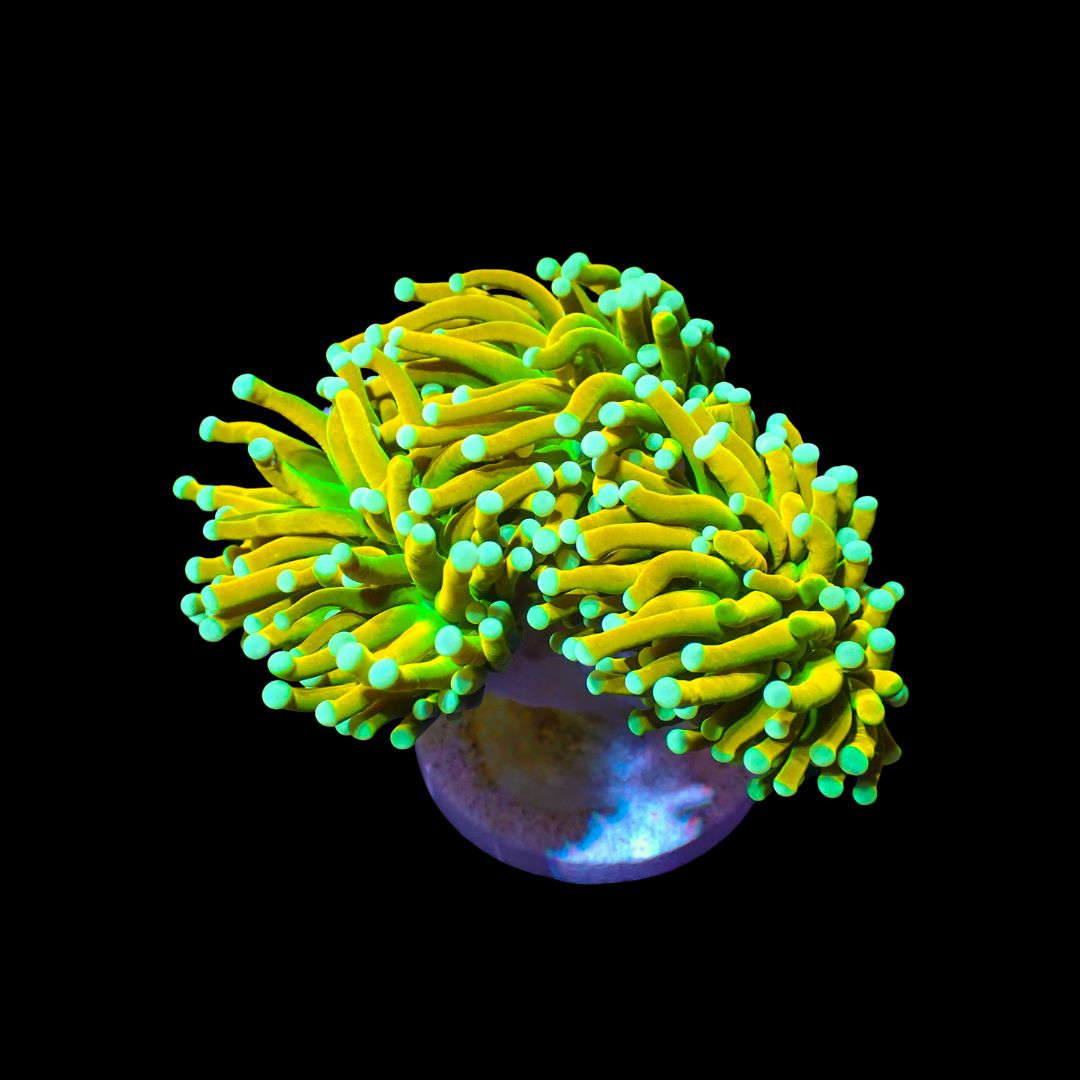 Baby Grail Torch - 1 Head (Euphyllia Glabrescens)