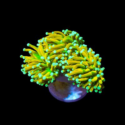 Baby Grail Torch - 1 Head (Euphyllia Glabrescens)