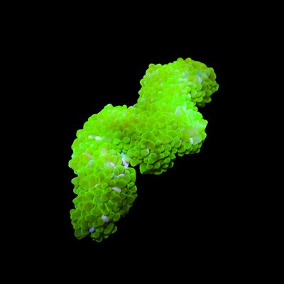 Pearl Bubble Coral (Physogyra Lichtensteini)