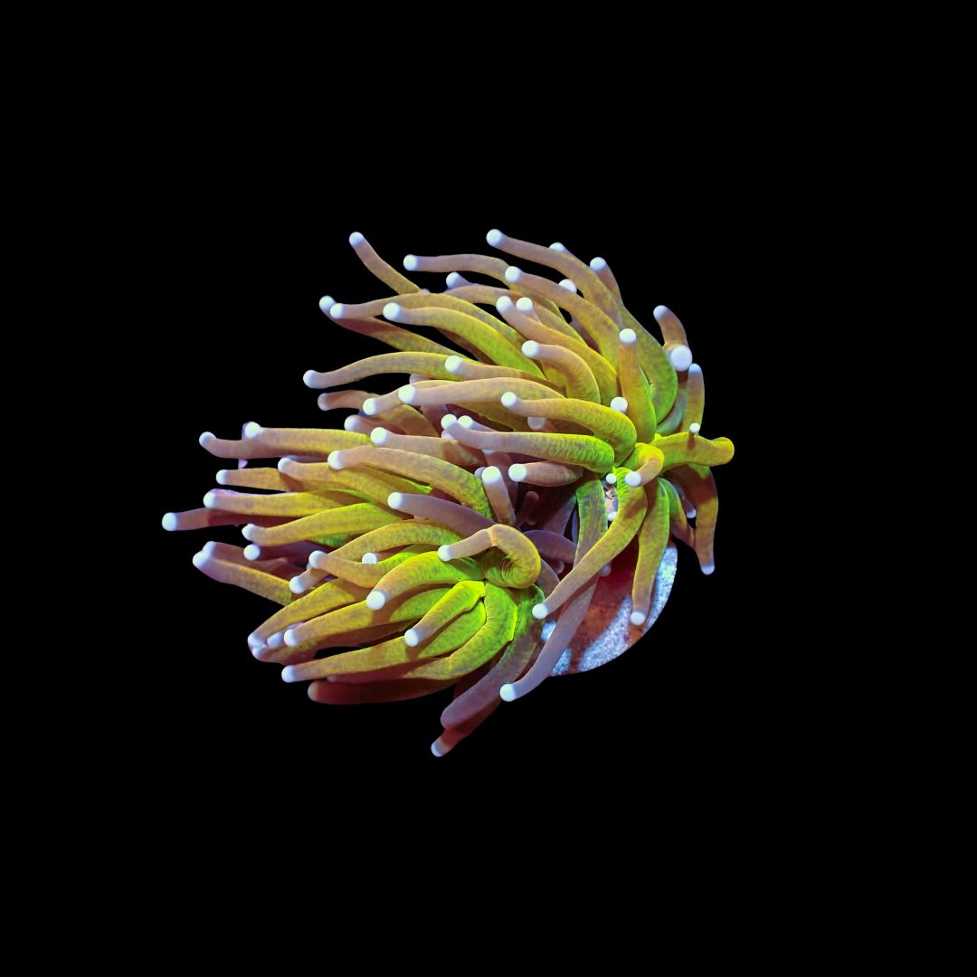 AI Manila Tiger - 1 Head (Euphyllia Glabrescens)