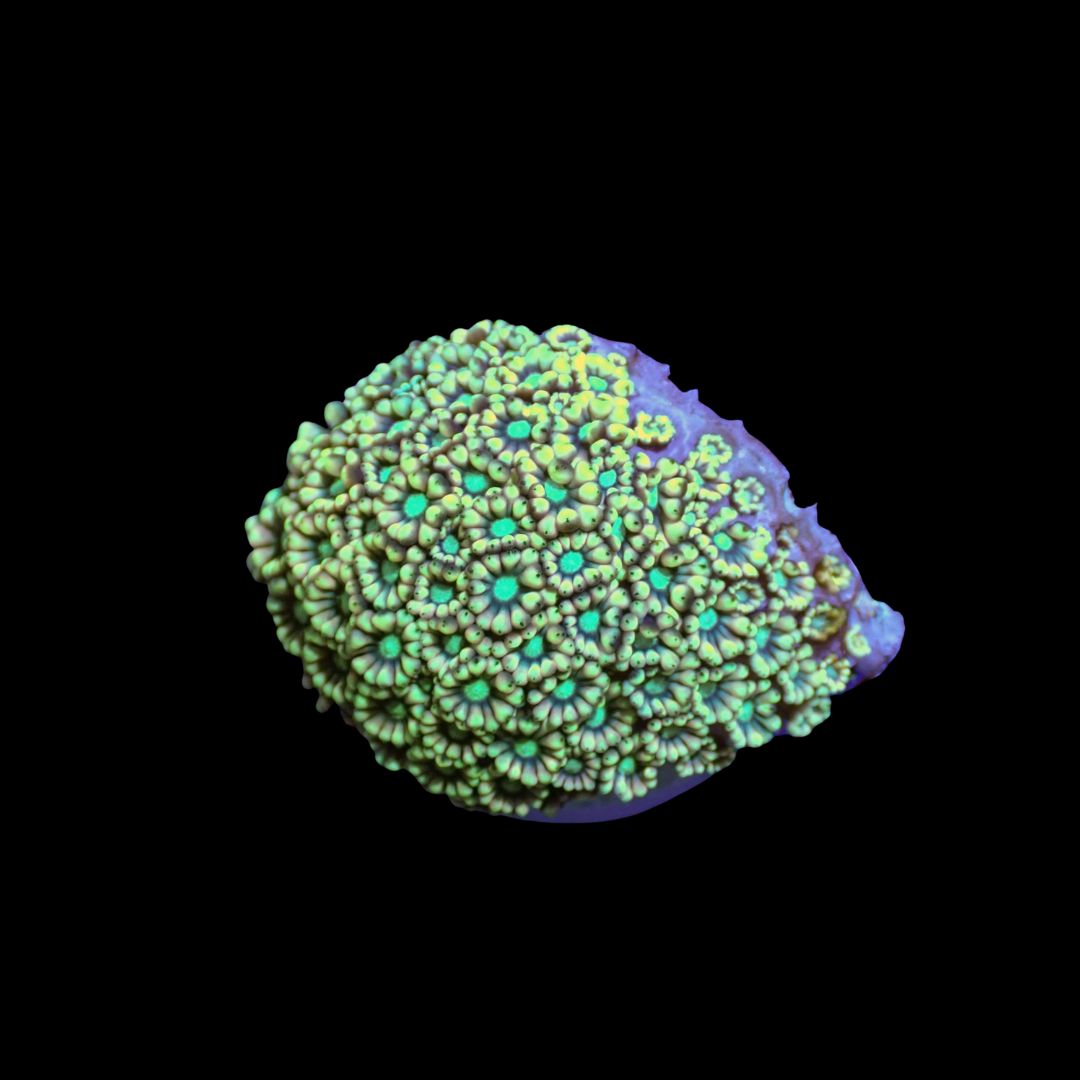 Alveopora Yellow Frags - Large (Alveopora Sp.)