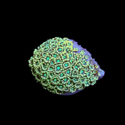 Alveopora Yellow Frags - Large (Alveopora Sp.)