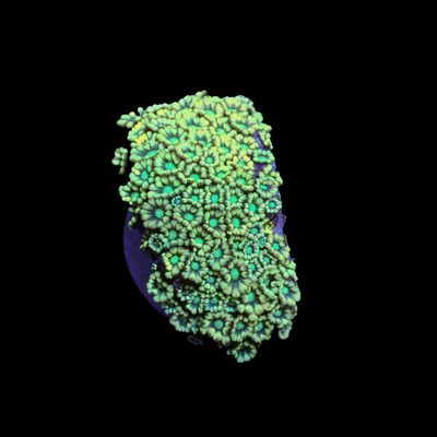 Alveopora Yellow Frags - Large (Alveopora Sp.)