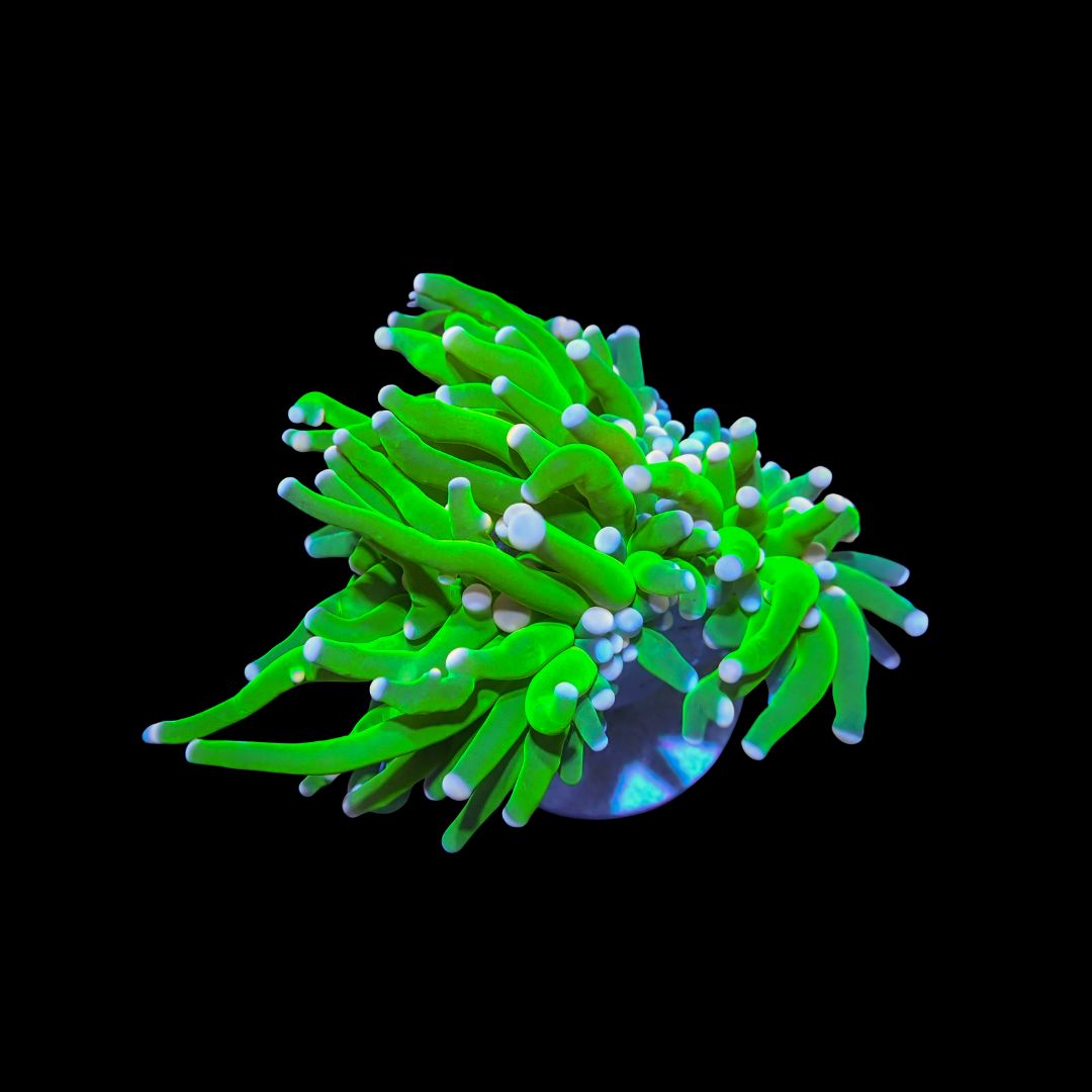 Cotton Candy Torch (Euphillia Grabrescens)