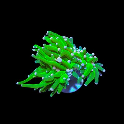 Cotton Candy Torch (Euphillia Grabrescens)