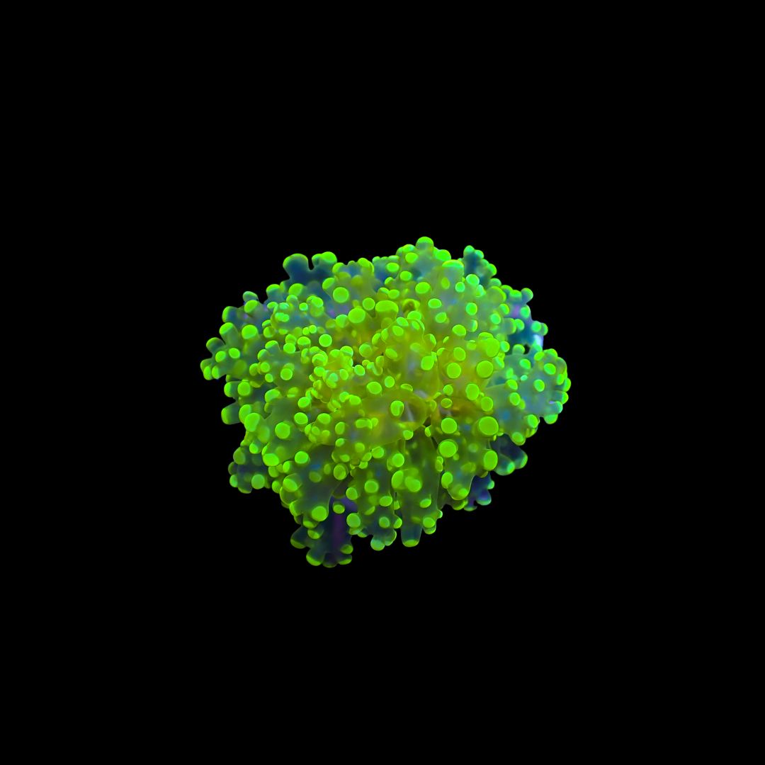 Metallic Green Frogspawn - 1-2 Head Frag (Euphyllia Paradivisa)