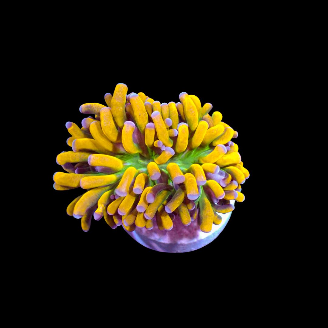 Green Mouth Banana Torch (Euphyllia Cristata)