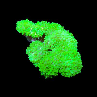 Pearl Bubble Coral (Physogyra Lichtensteini)