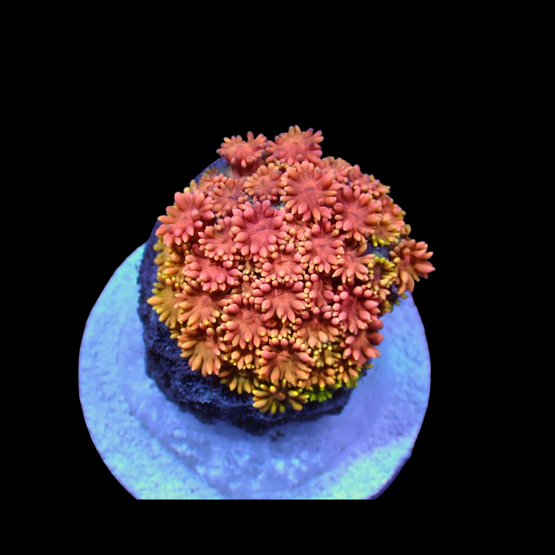 Short Tentacle Rainbow Goni  - WYSIWYG 1 (Goniopora sp.)