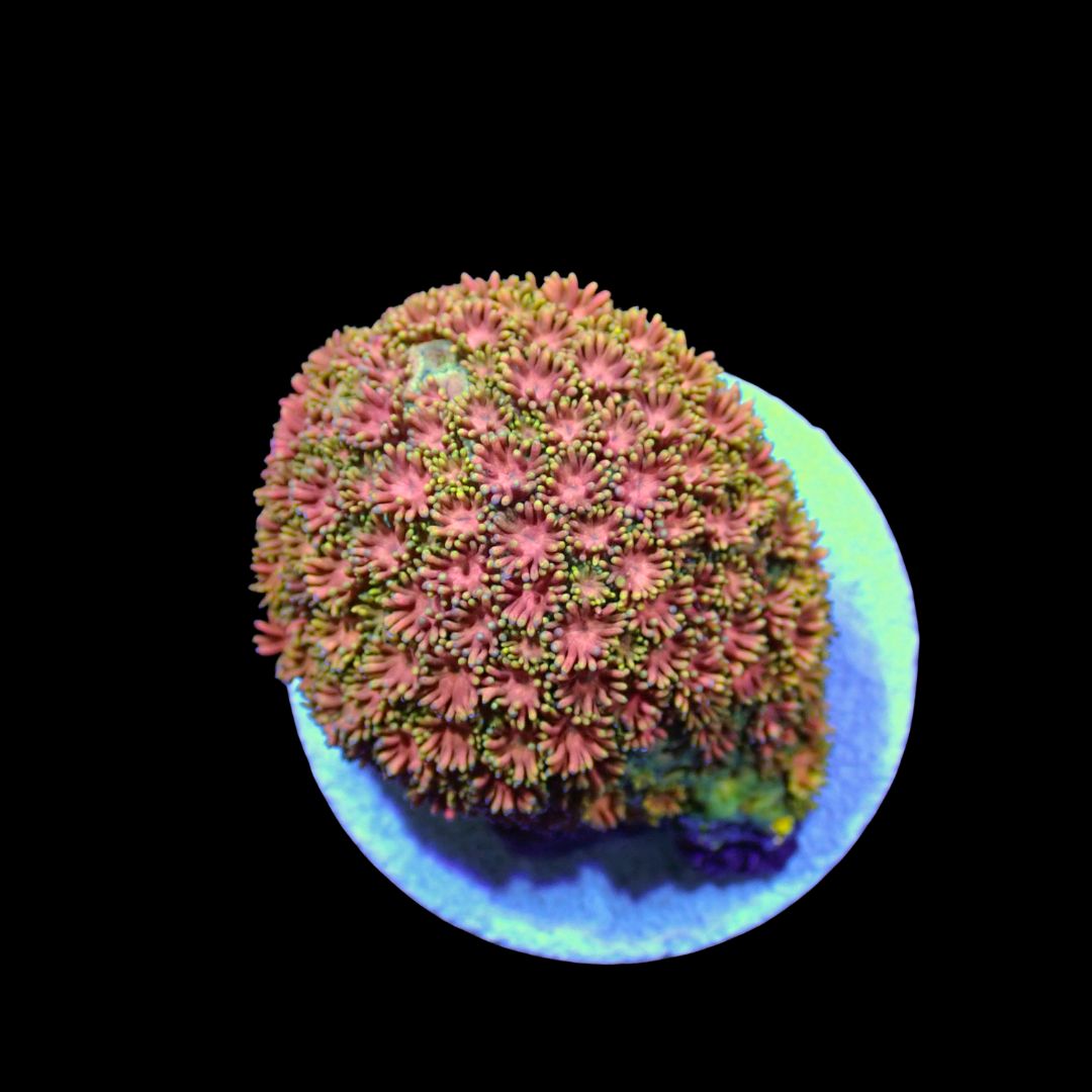 Short Tentacle Rainbow Goni - WYSIWYG 2 (Goniopora sp.)