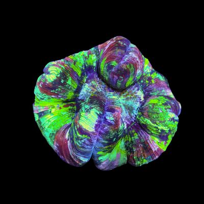 Folded Brain Coral 5 (Trachyphyllia radiata)