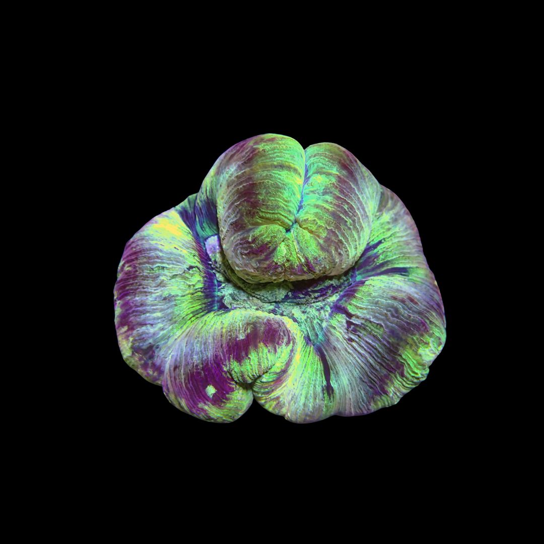 Wellso Folded Brain Coral 3 (Trachyphyllia radiata)