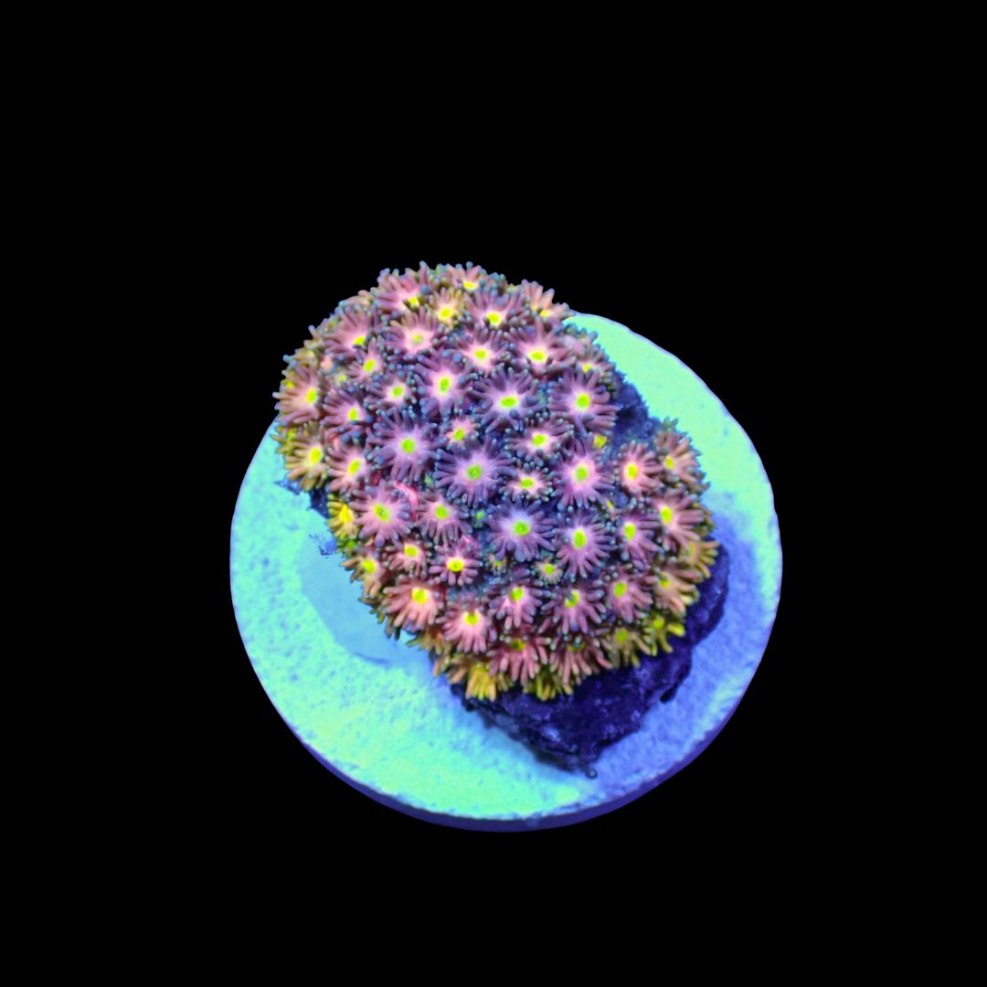 Short Tentacle Rainbow Goni - WYSIWYG 3 (Goniopora sp.)