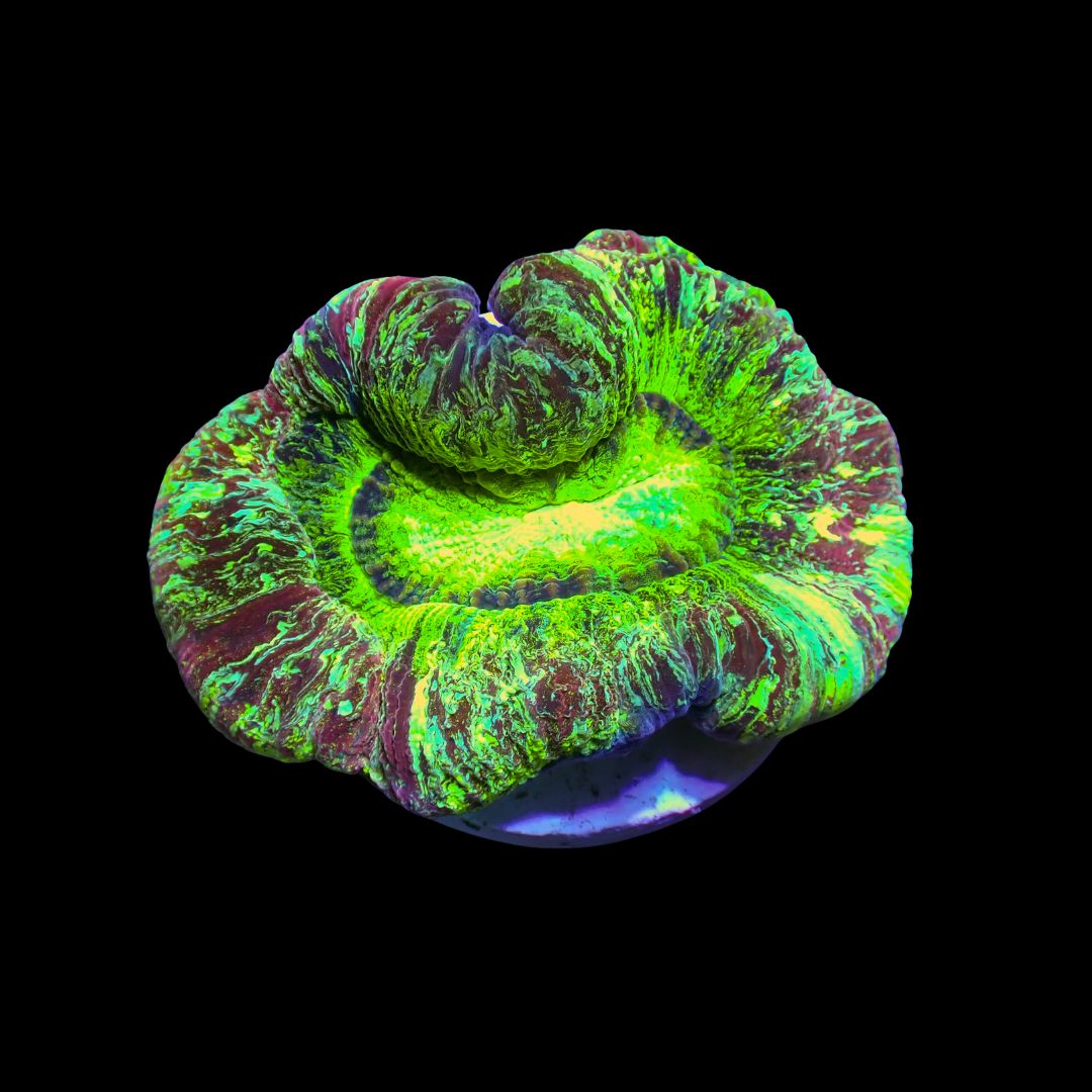 Wellso Folded Brain Coral 6 (Trachyphyllia radiata)