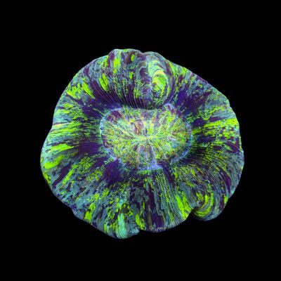 Folded Brain Coral 4 (Trachyphyllia radiata)