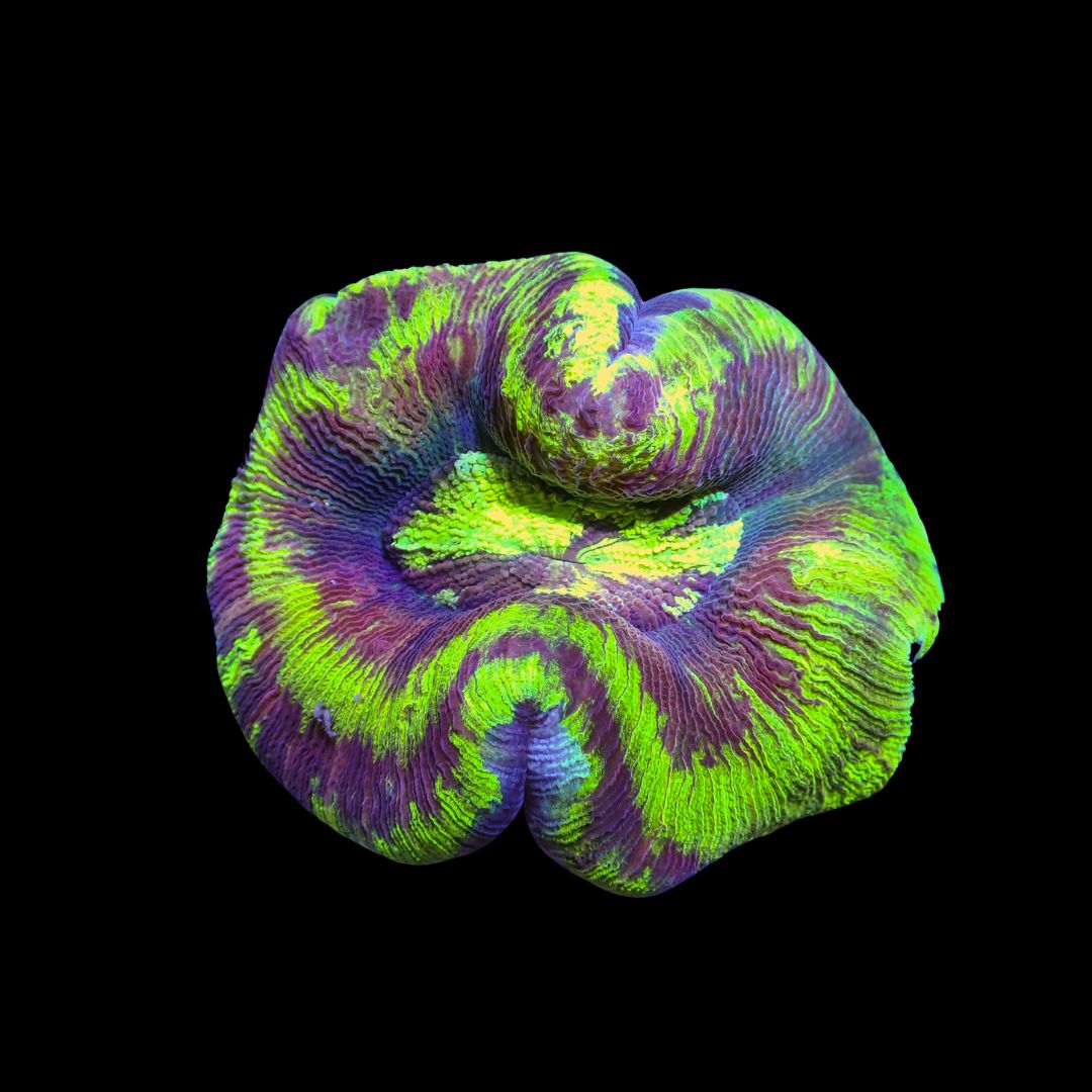 Wellso Folded Brain Coral 1 (Trachyphyllia radiata)