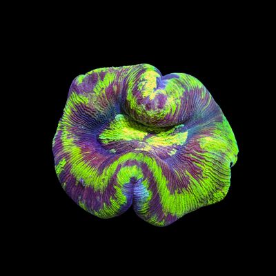 Wellso Folded Brain Coral 6 (Trachyphyllia radiata)