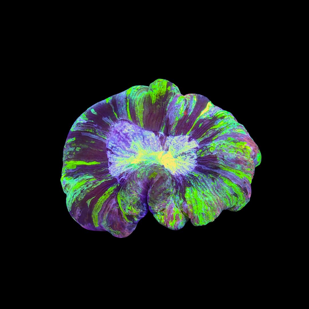 Wellso Folded Brain Coral 9 (Trachyphyllia radiata)