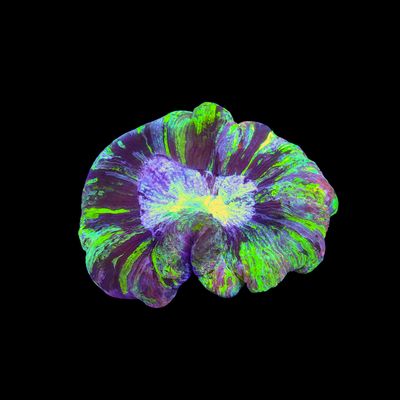 Wellso Folded Brain Coral 10 (Trachyphyllia radiata)