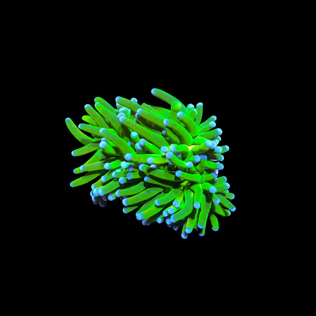 Blue Tip Green Torch - 1 Head (Euphyllia Glabrescens)