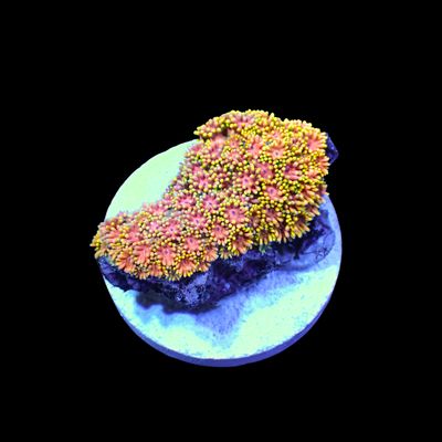 Short Tentacle Rainbow Goni - WYSIWYG 4 (Goniopora sp.)