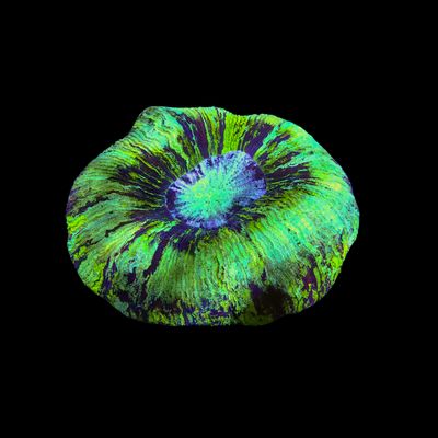 Folded Brain Coral 3 (Trachyphyllia radiata)