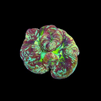 Wellso Folded Brain Coral 10 (Trachyphyllia radiata)