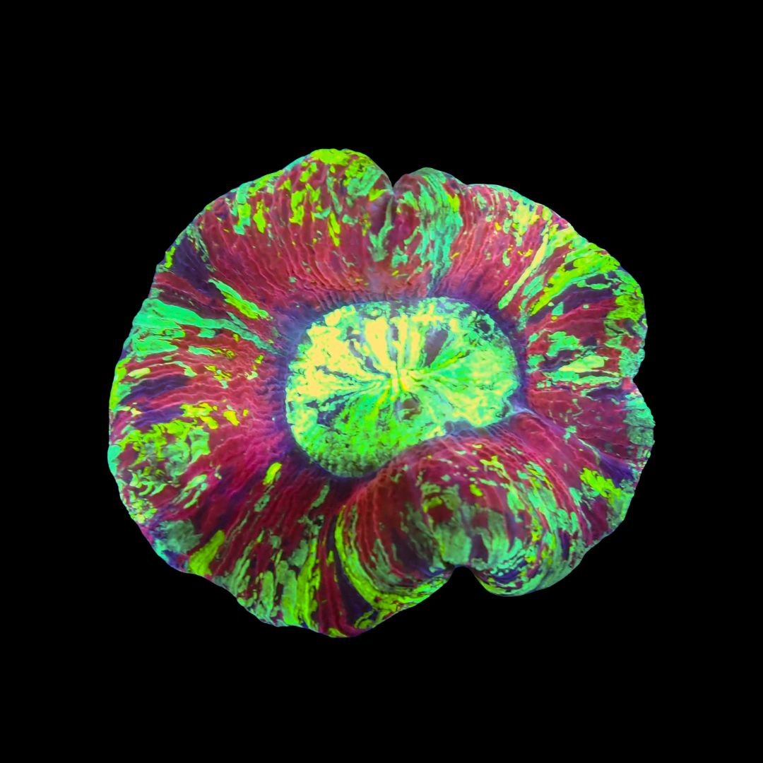 Wellso Folded Brain Coral 7 (Trachyphyllia radiata)