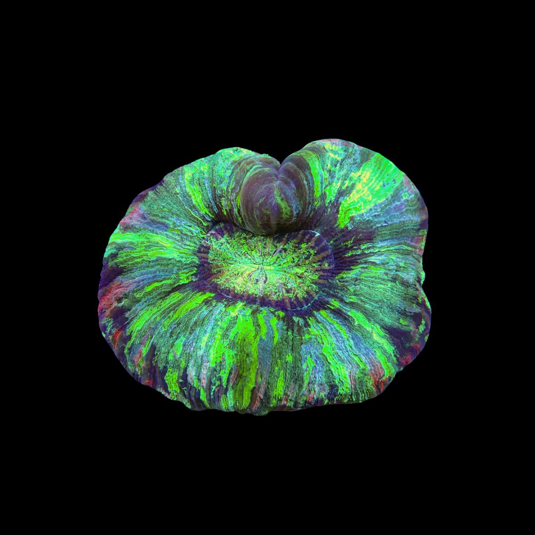 Wellso Folded Brain Coral 11 (Trachyphyllia radiata)