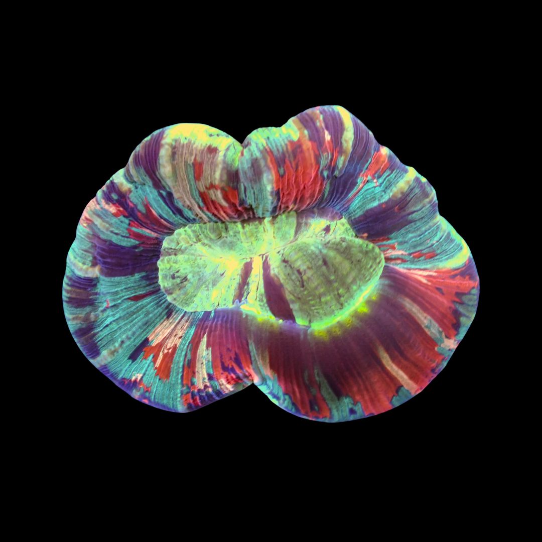 Wellso Folded Brain Coral 8 (Trachyphyllia radiata)