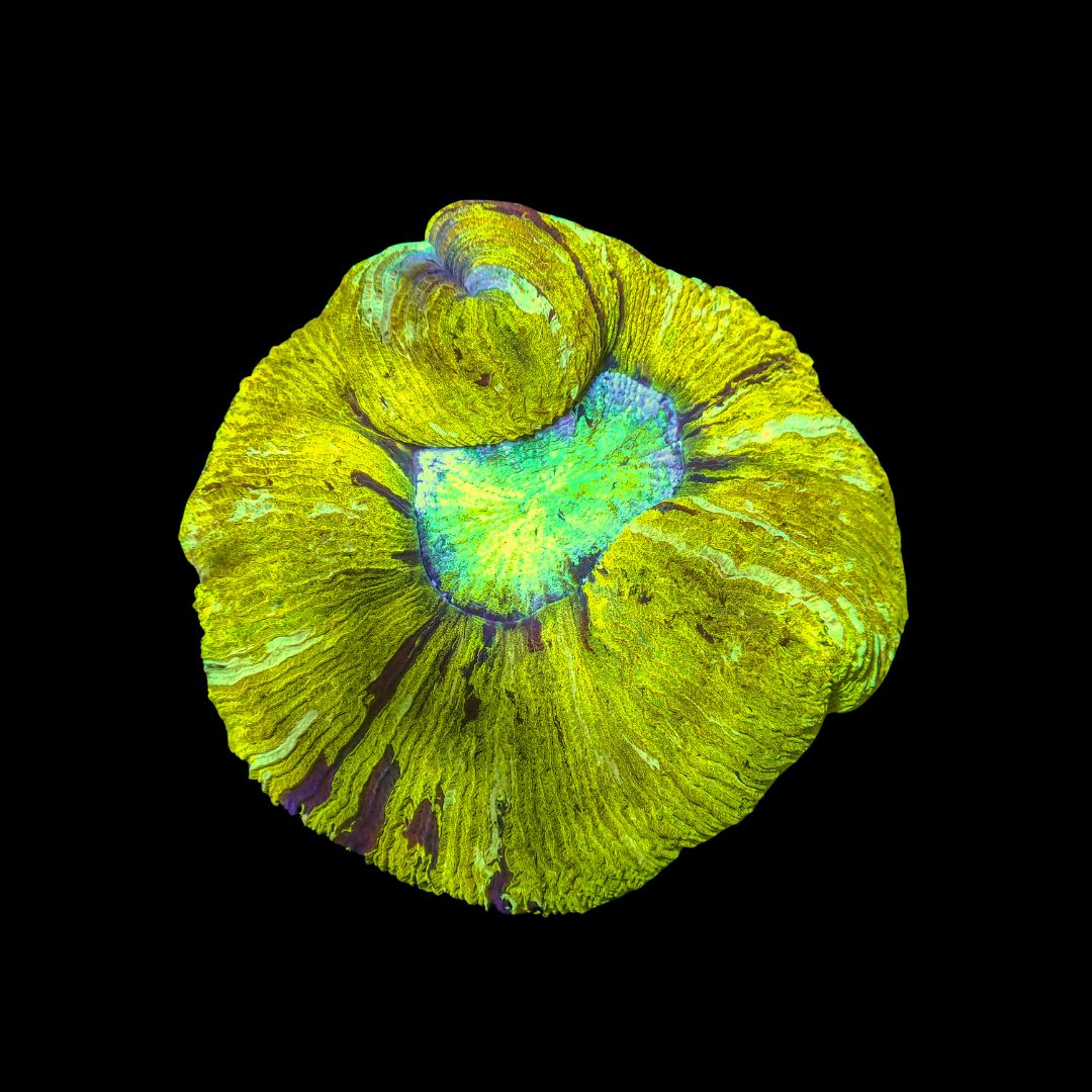 Wellso Folded Brain Coral Yellow (Trachyphyllia radiata)