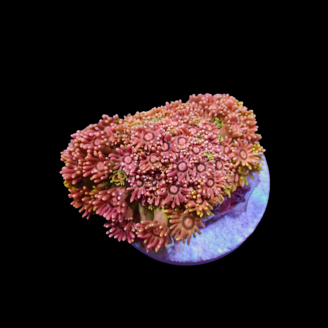 Short Tentacle Rainbow Goni - WYSIWYG 9 (Goniopora sp.)