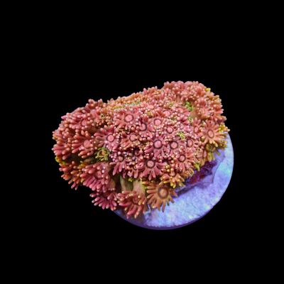 Short Tentacle Rainbow Goni - WYSIWYG 9 (Goniopora sp.)