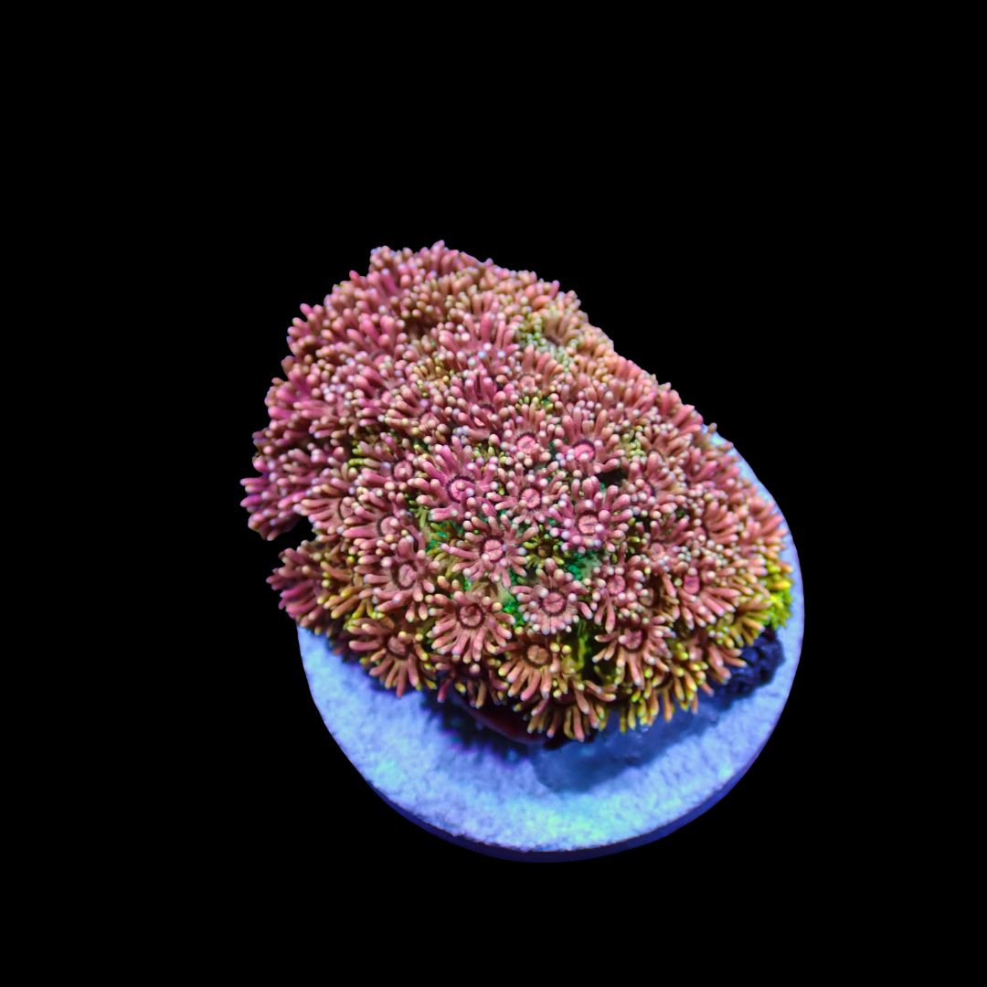 Short Tentacle Rainbow Goni - WYSIWYG 6 (Goniopora sp.)