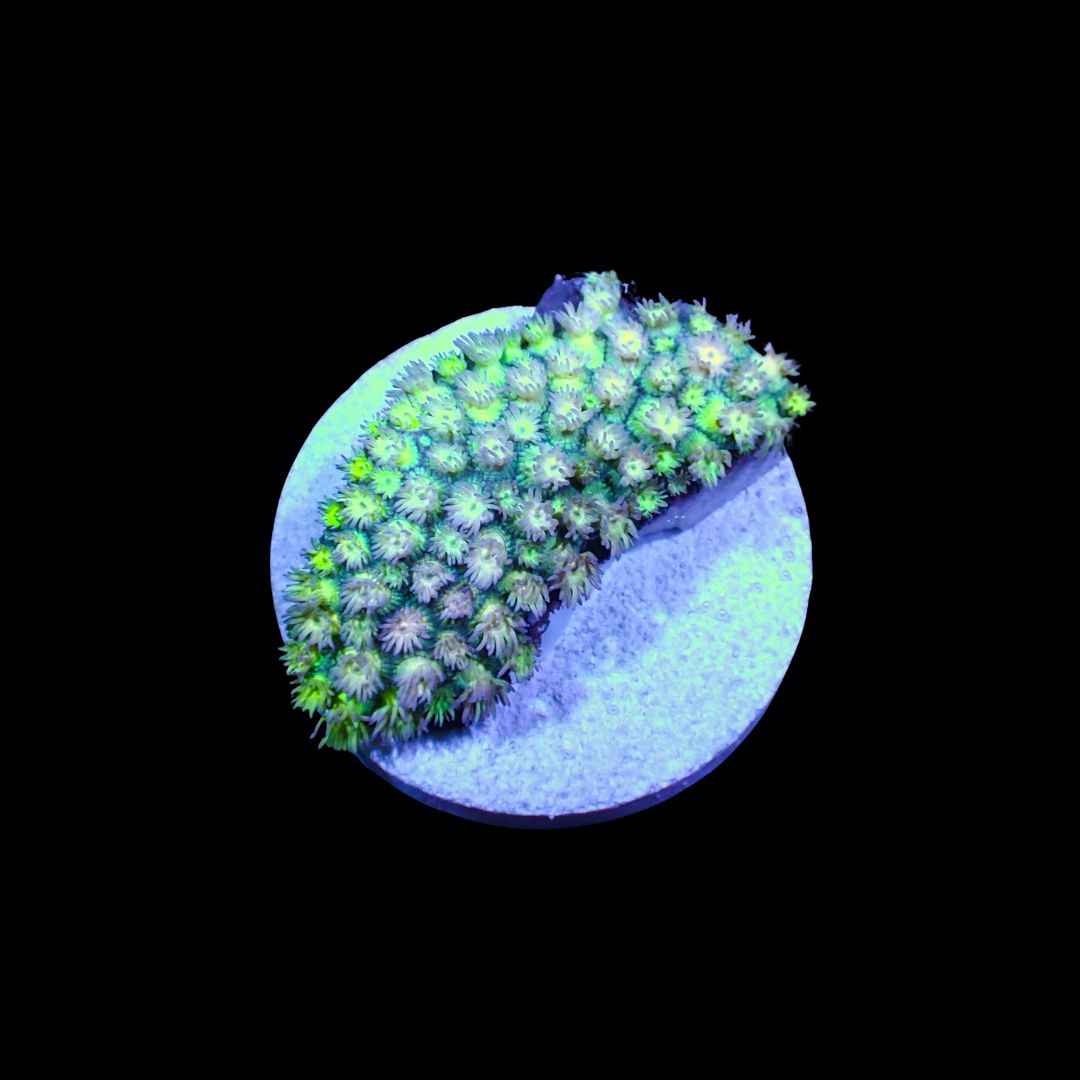 Short Tentacle Rainbow Goni - WYSIWYG 5 (Goniopora sp.)