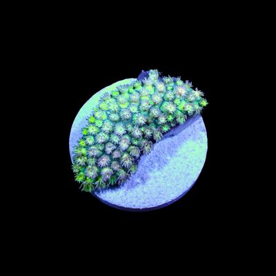 Short Tentacle Rainbow Goni - WYSIWYG 5 (Goniopora sp.)